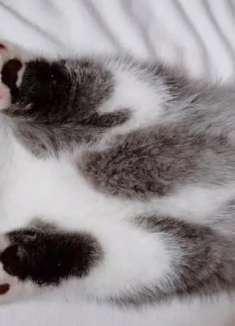 40度高温天猫咪热到学会开空调，动作一气呵成主人傻眼：成精了？