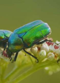 惊人的昆虫世界，不容错过