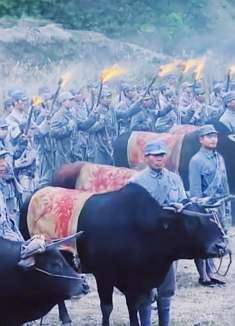 司令员突发奇想，竟然利用几百头水牛来打仗。