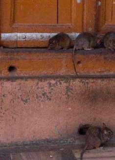 家里老鼠多怎么办？原来有方法的，厨房里放一碗，老鼠再也看不到