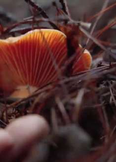 大雨过后，山上长满了各种菌，摘回家炖鸡别提多爽了