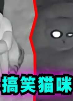 爆笑解说：你敢信这是被虫咬了之后的猫？ 