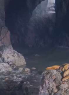 俄勒冈州野生动物：不一样的海狮洞穴