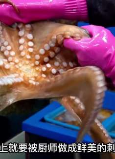 鲜美的章鱼刺身 美食推荐官 妈呀太香了 章鱼 刺身美食