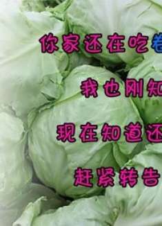 你家还在吃卷心菜吗？我也刚知道，现在知道还不晚，赶紧转告家人