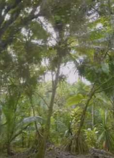 夏威夷大岛：不容错过的美景