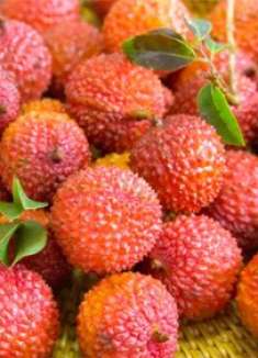 想吃荔枝奶冻不用出去买，做法和配方告诉你，冰凉爽口，超级过瘾