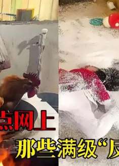 盘点全网那些满级反骨仔，个个都是坑人小能手，不服不行啊