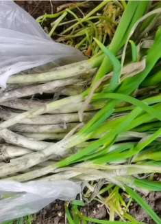 保存大葱直接放地上是大错，教你一招不烂不空心，全家能吃一冬天