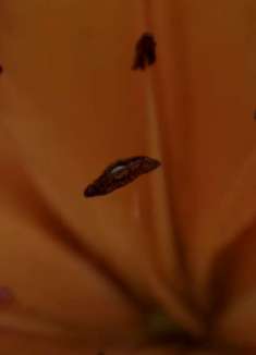 自然声音：让人心旷神怡