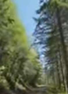 西北木材小径：感受非凡美景