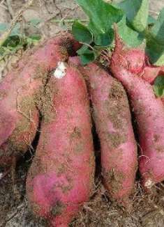 今天才知道，红薯这样保存，放多久都不发芽不腐烂，你也试试！