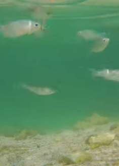 太平洋小鱼：感受不一样的美丽风景