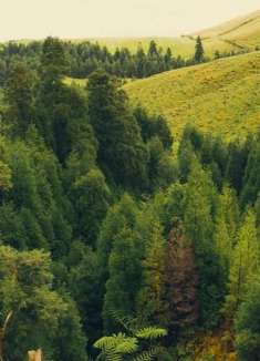 大西洋上真正的翡翠：亚速尔群岛