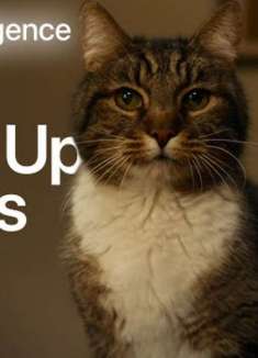 被猫支配的恐惧？iPhone 上演高能一幕