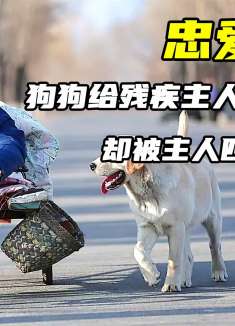 狗狗给残疾主人拉车十年，却被主人给卖掉