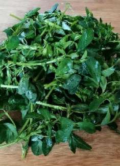 春天多吃这个苜蓿菜，营养丰富，低卡又解馋，味道鲜美越嚼越香