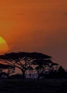 野性非洲：我在塞伦盖蒂平原 Rua 老虎