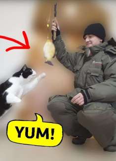 室内钓鱼：让猫欣喜若狂的玩具