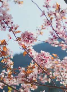 季节颂歌，法国的春之咏赞