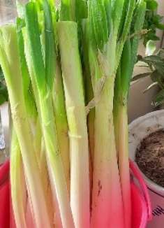 大葱想要储存长久，多加几样东西，一冬不黄不烂，还长出翠绿葱叶