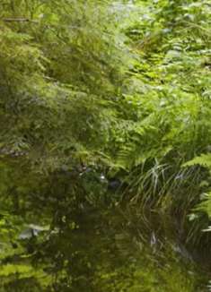 美丽花朵图：让人难以忘怀的美景