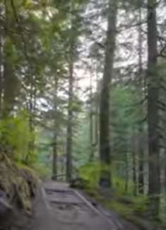 森林漫步：感受美国富兰克林瀑布小径