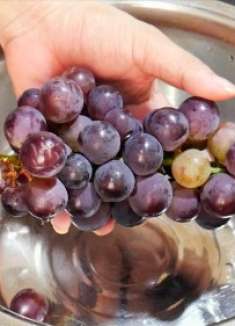 清洗葡萄别用清水洗，教你一个正确方法，虫卵农药自动跑出来